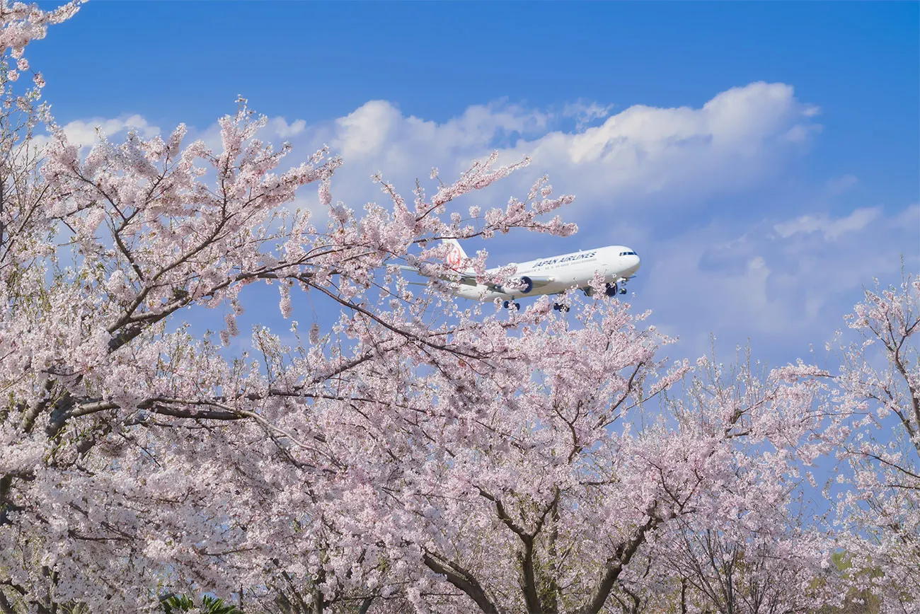 世界中の飛行機と美しい桜が楽しめる名所！成田市さくらの山公園｜千葉県成田市