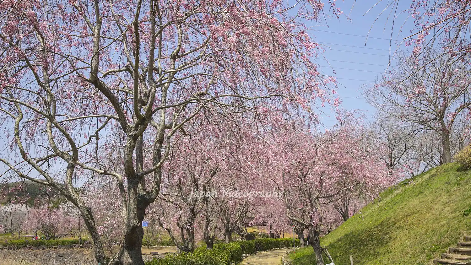 シダレザクラのトンネルに感動！桜の名所 常陸風土記の丘｜茨城県石岡市