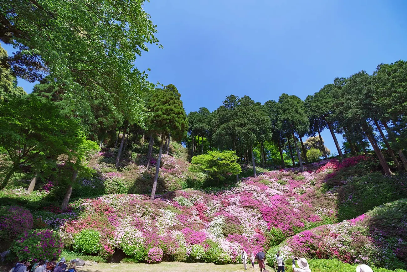佐賀県・大興善寺 契園のつつじ 一目一万本の風景