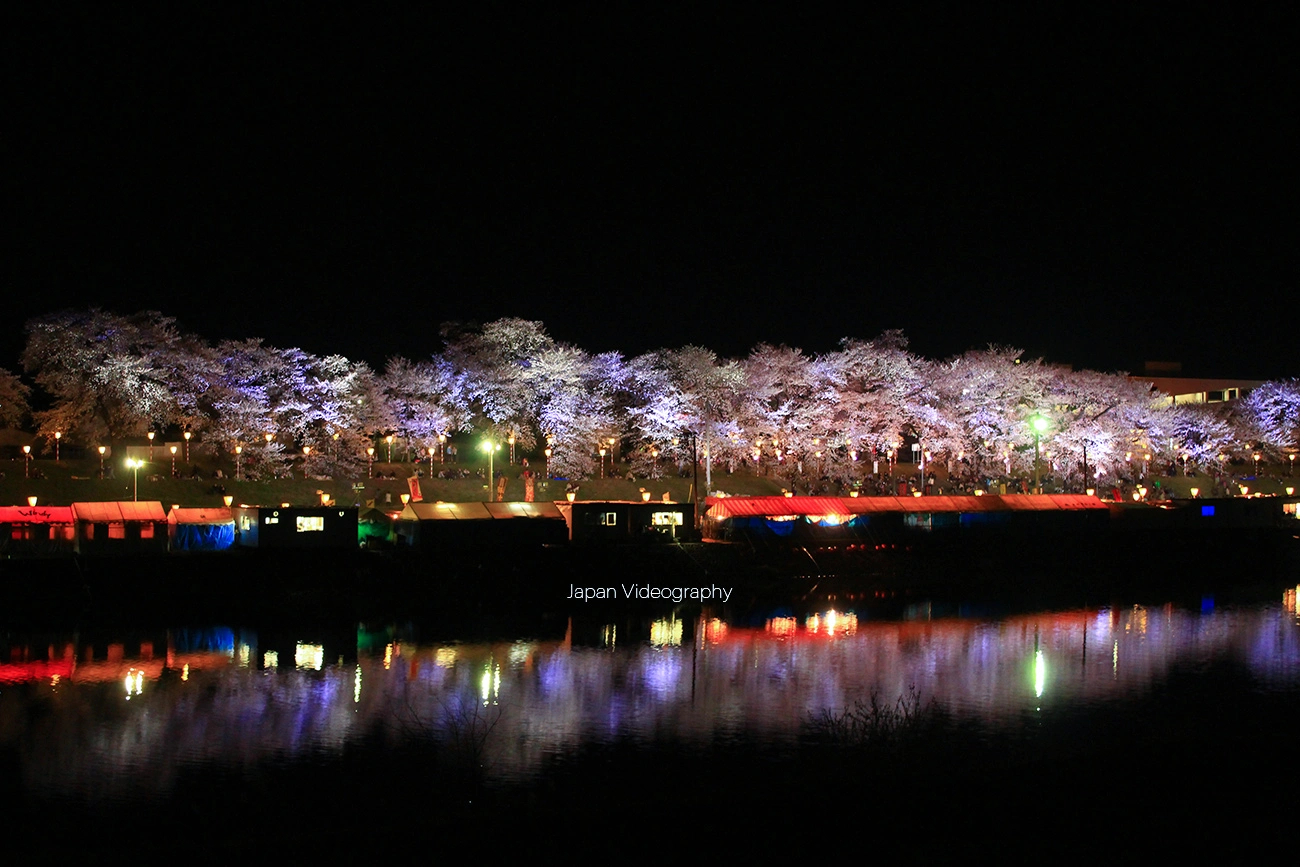 夜桜も幻想的な宮城県を代表する桜の名所！白石川堤一目千本桜｜宮城県大河原町