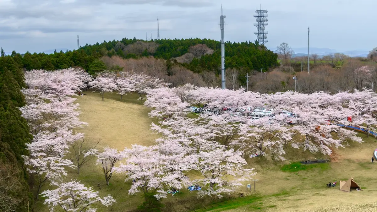 加護 坊山 の 千本 桜