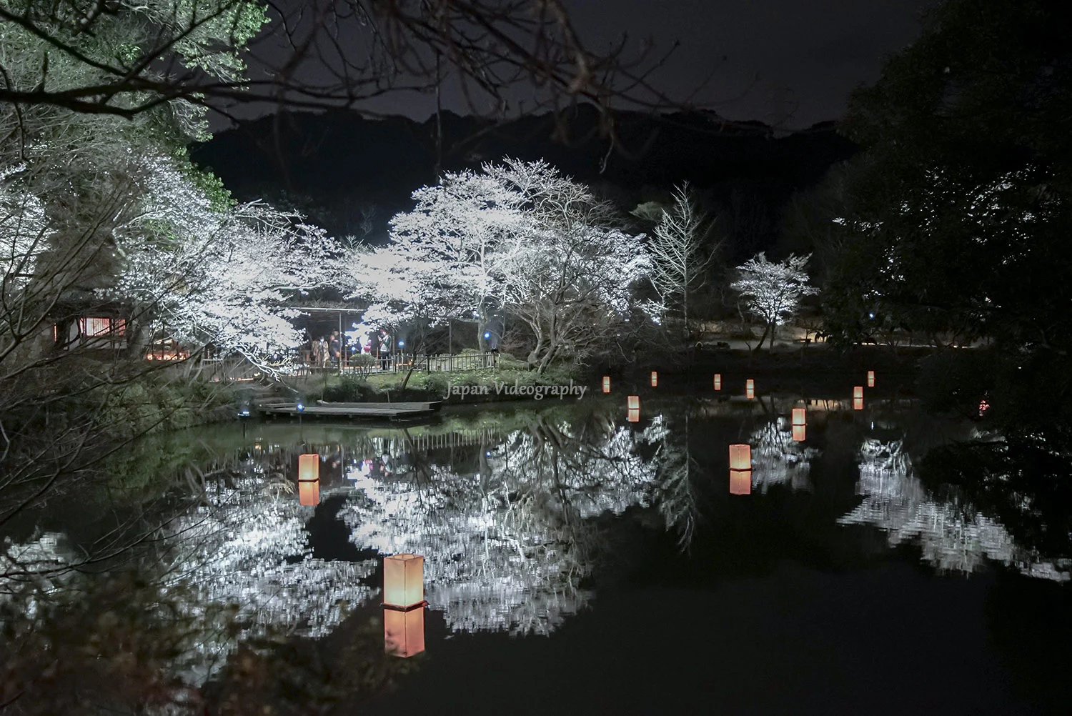 御船山楽園 花まつり-九州最大級！約2000本の夜桜ライトアップ｜佐賀県武雄市