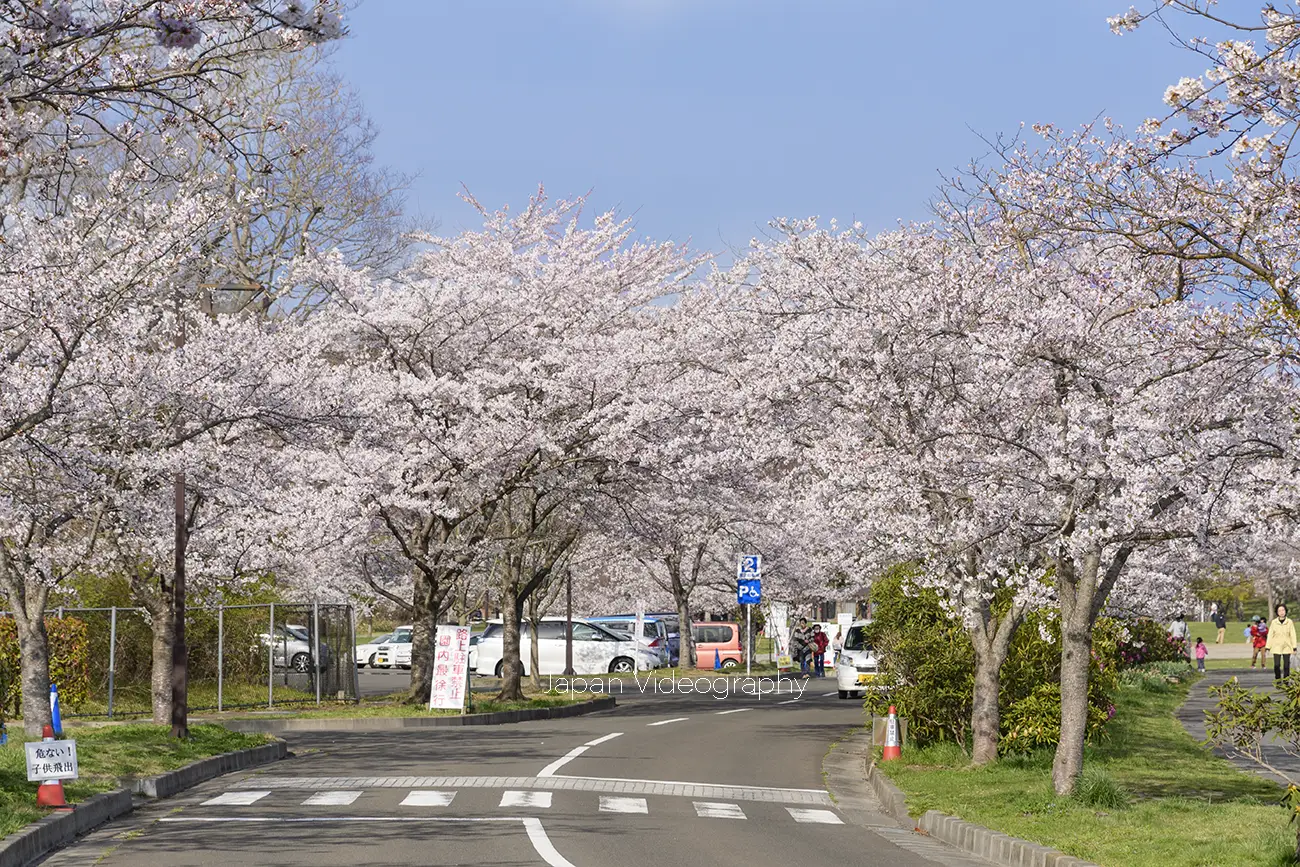 ペット可！親子連れに人気のお花見スポット！モリリン加瀬沼公園｜宮城県利府町