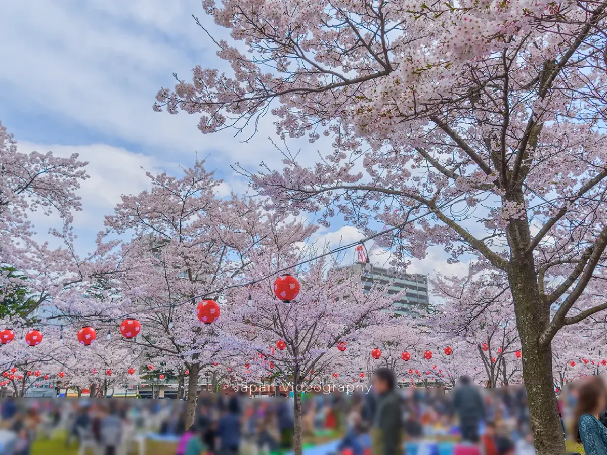 お花見 日本文化を探究しよう「 お花見」 - 立命館アジア太平洋大学