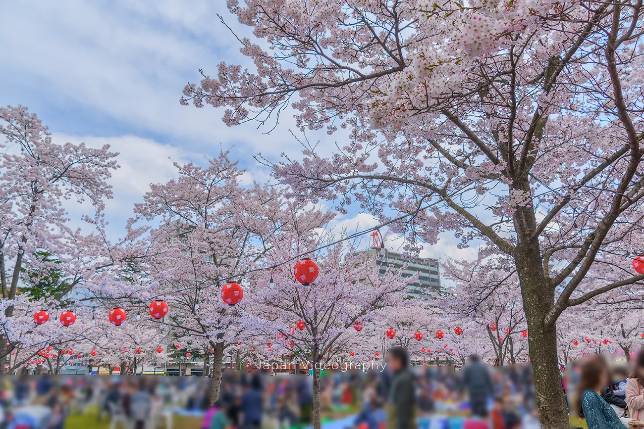 杜の都・仙台の桜名所！仙台西公園でお花見！｜宮城県仙台市