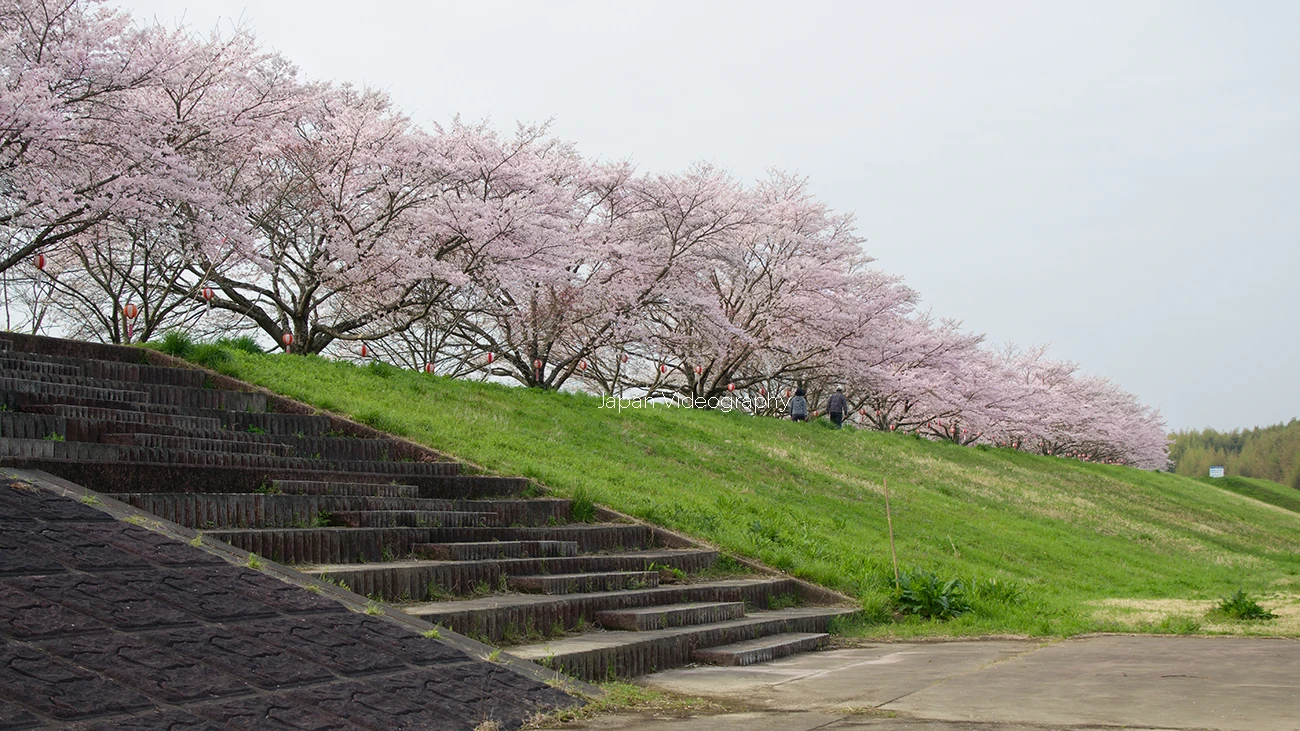 茨城県常陸大宮市 辰ノ口さくらまつり
