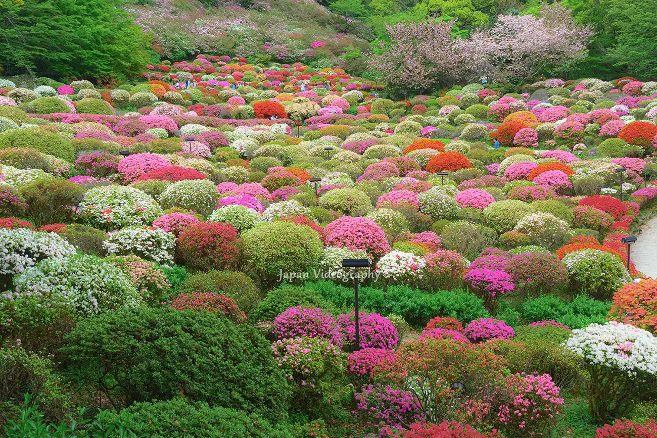20万本のつつじが織り成す絶景！御船山楽園 花まつりのツツジ｜佐賀県武雄市