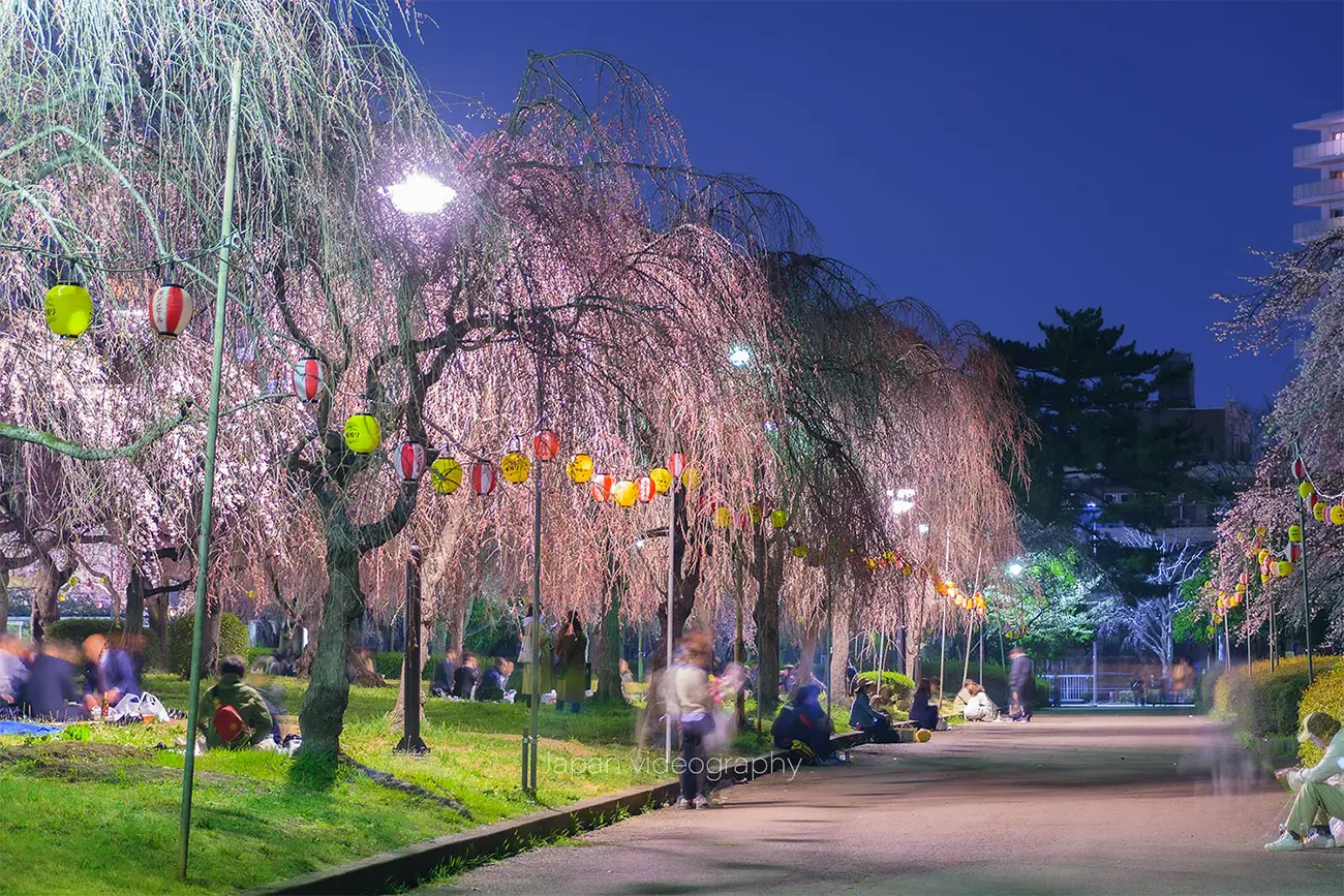 枝垂桜が美しい仙台市の桜名所！榴岡公園の夜桜｜宮城県仙台市