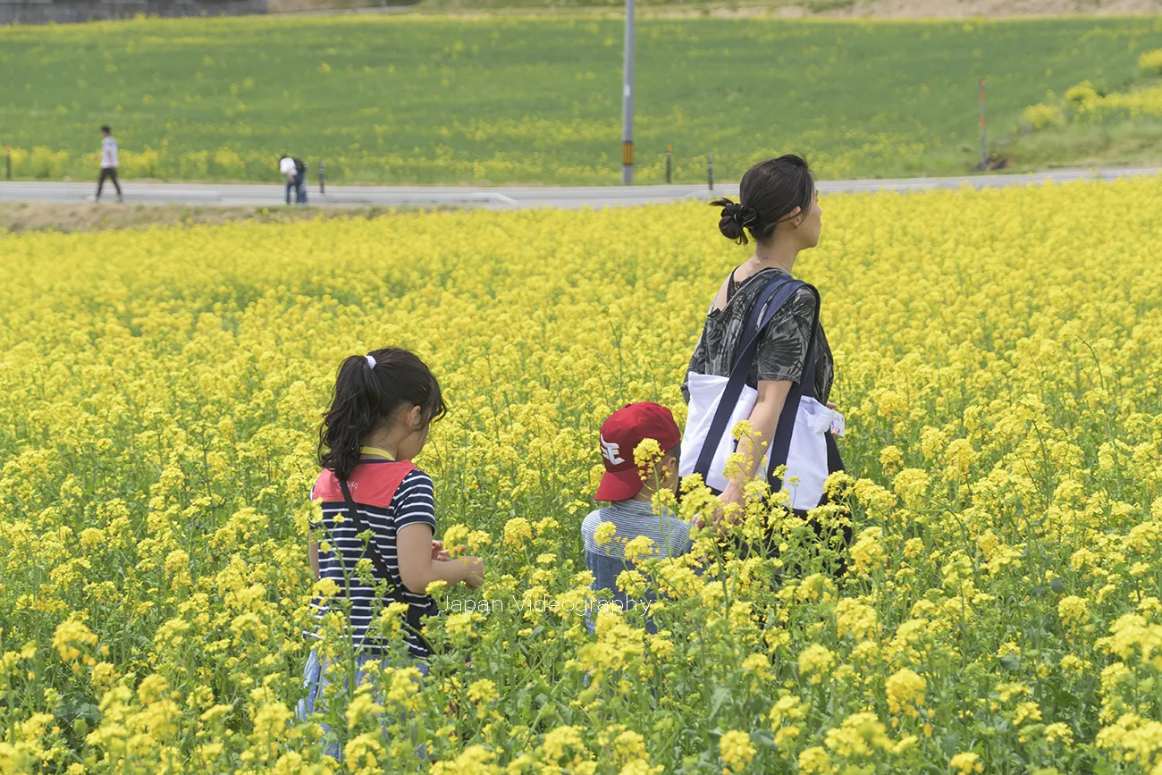 大崎市三本木ひまわりの丘 菜の花まつり-菜の花200万本の絶景が見頃！｜宮城県大崎市