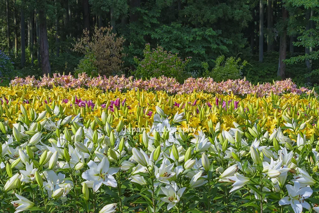 南くりこま高原 一迫ゆり園｜約200品種15万球の百合の花が咲く絶景｜宮城県栗原市