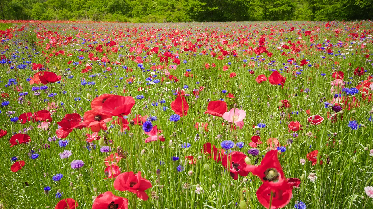 お花畑 国営みちのく杜の湖畔公園 東北最大級のお花畑！初夏の花フェスタ