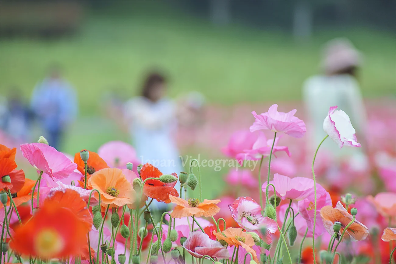国営みちのく杜の湖畔公園 ポピーまつり