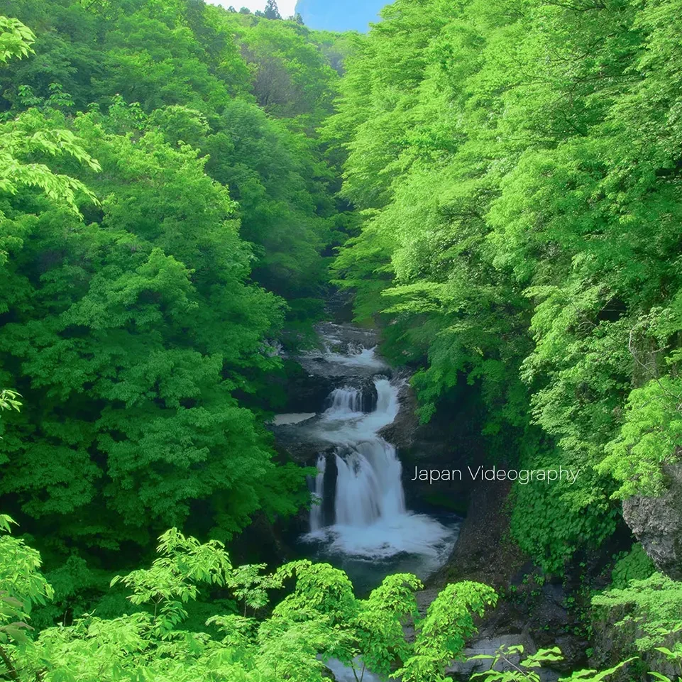 houmeifall-961x961.webp