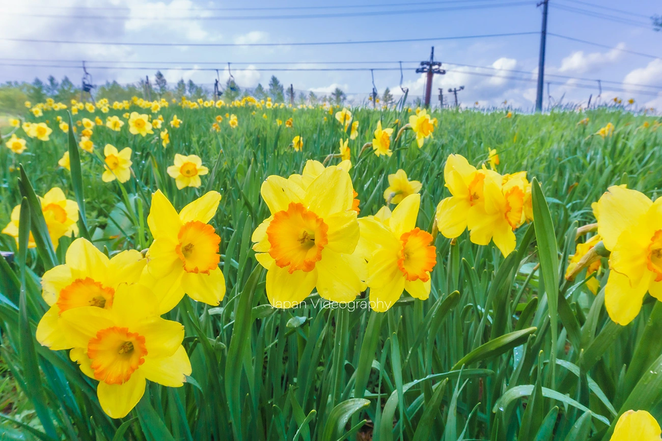 宮城蔵王えぼしリゾートのリフトと水仙の花々