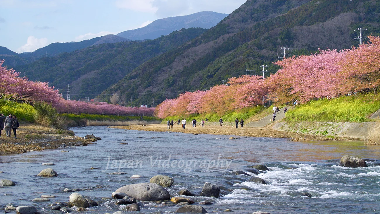薄紅色の桜が魅力的な静岡・河津桜まつりの見どころ紹介！｜静岡県河津町