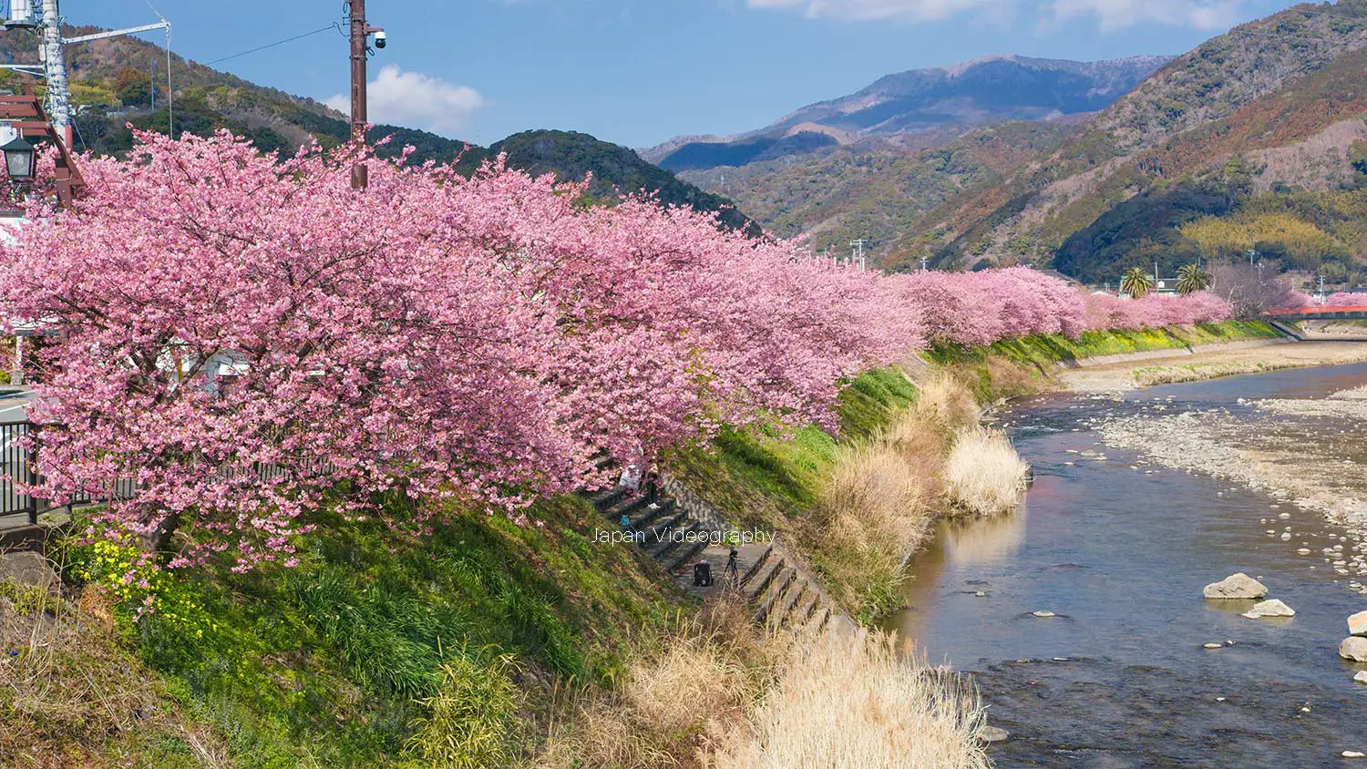 河津桜まつり 薄紅色の早咲き桜が彩る初春の風景｜静岡県河津町・観光名所