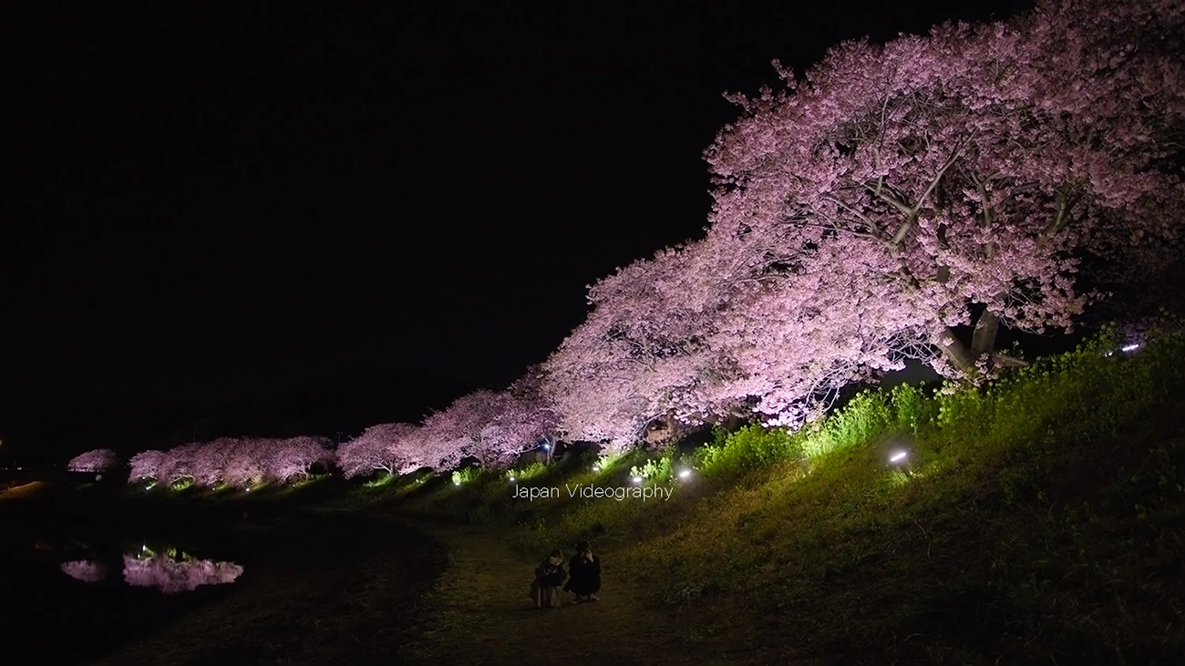 河津桜 みなみの桜と菜の花まつりを2024年2月1日から開催 夜桜も｜静岡県南伊豆町