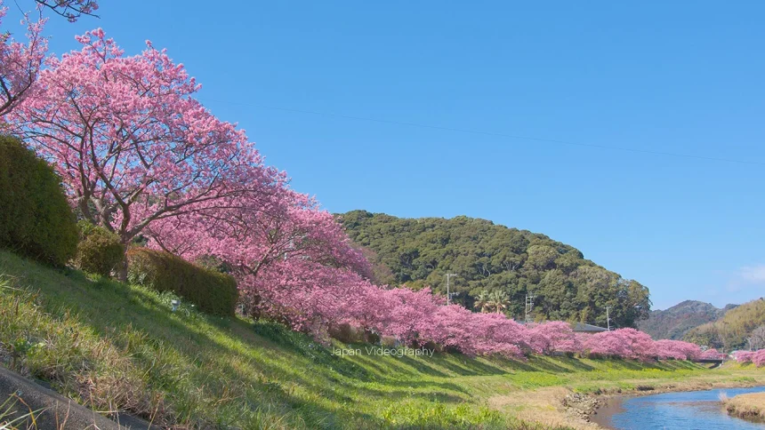 静岡県南伊豆町 みなみの桜と菜の花まつり