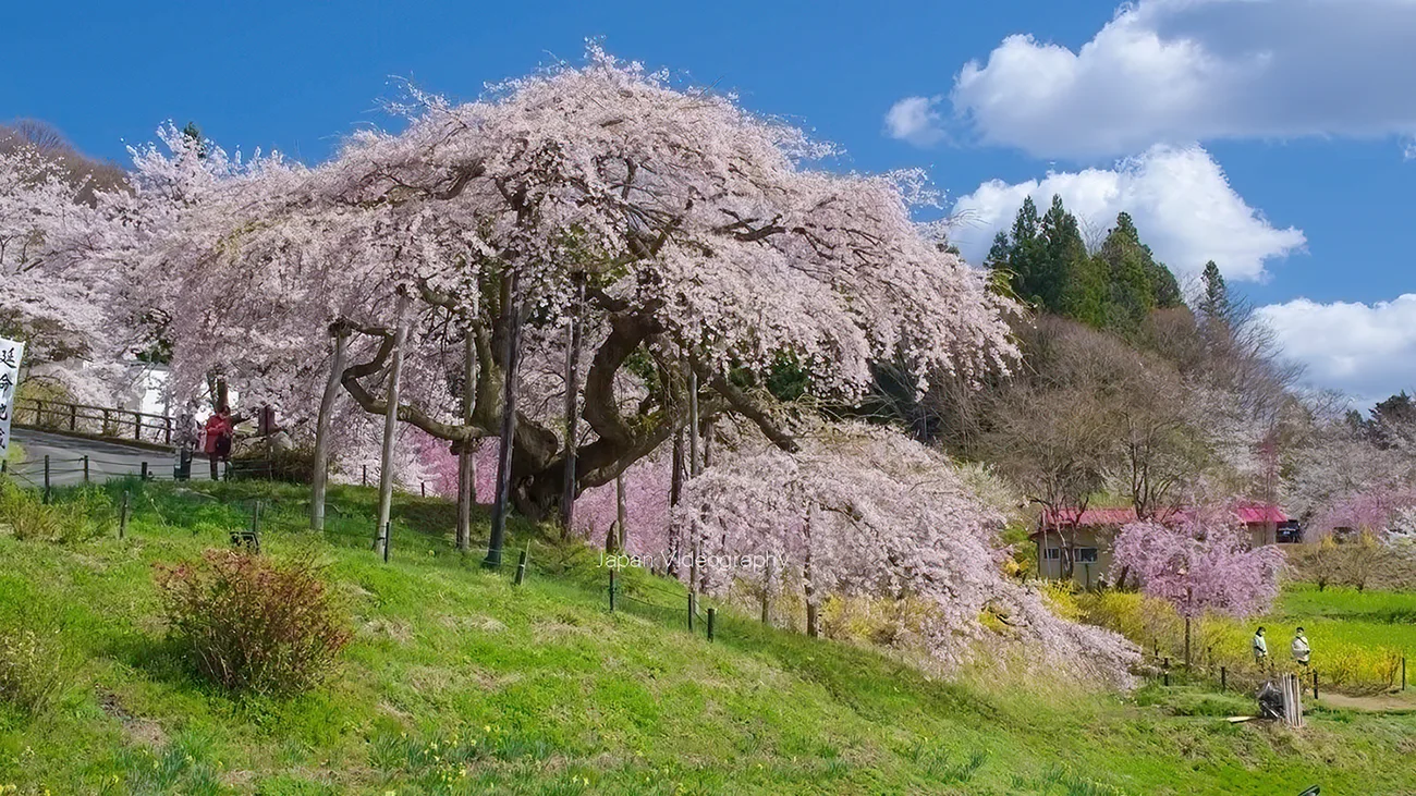 福島県二本松市 中島の地蔵桜