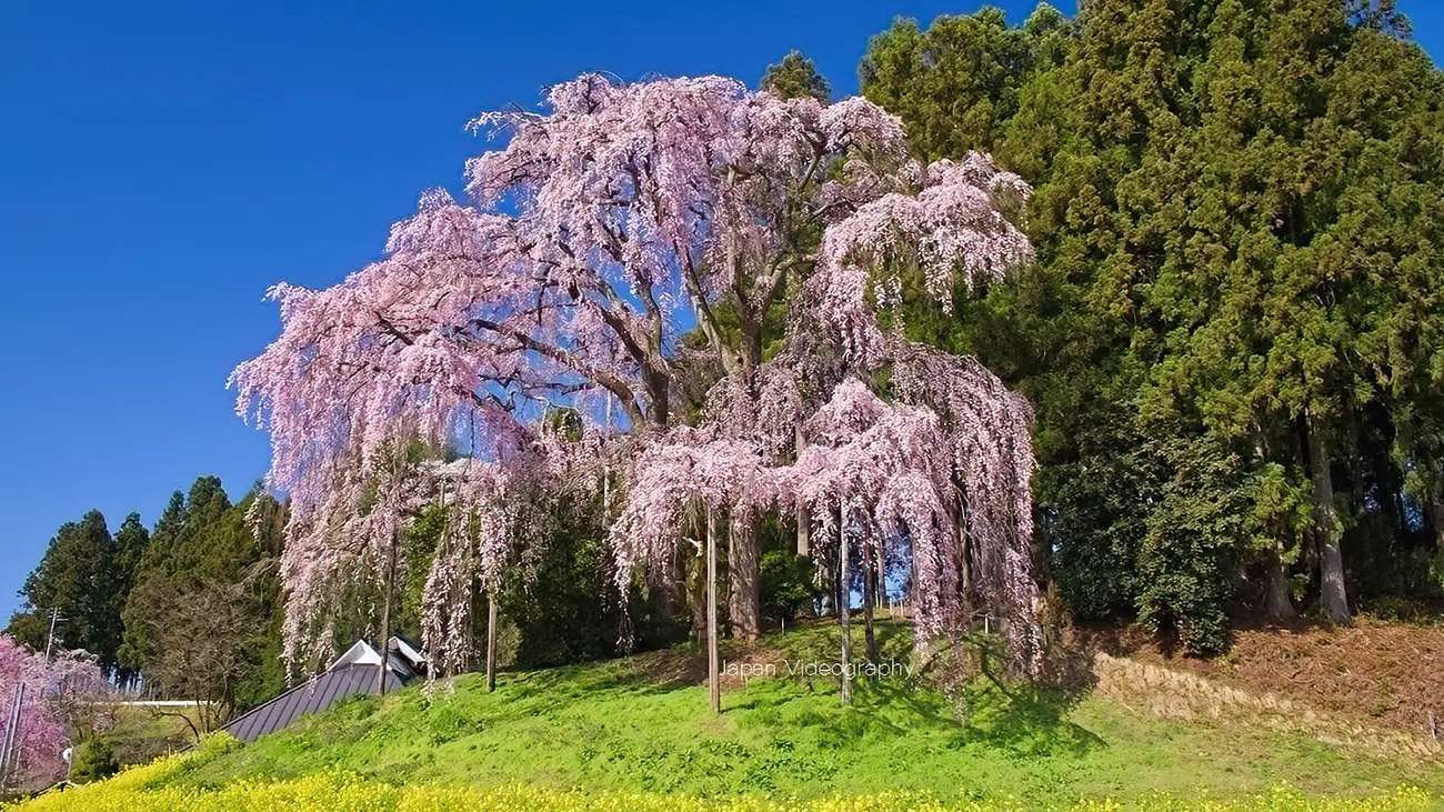 福島県二本松市 合戦場のしだれ桜