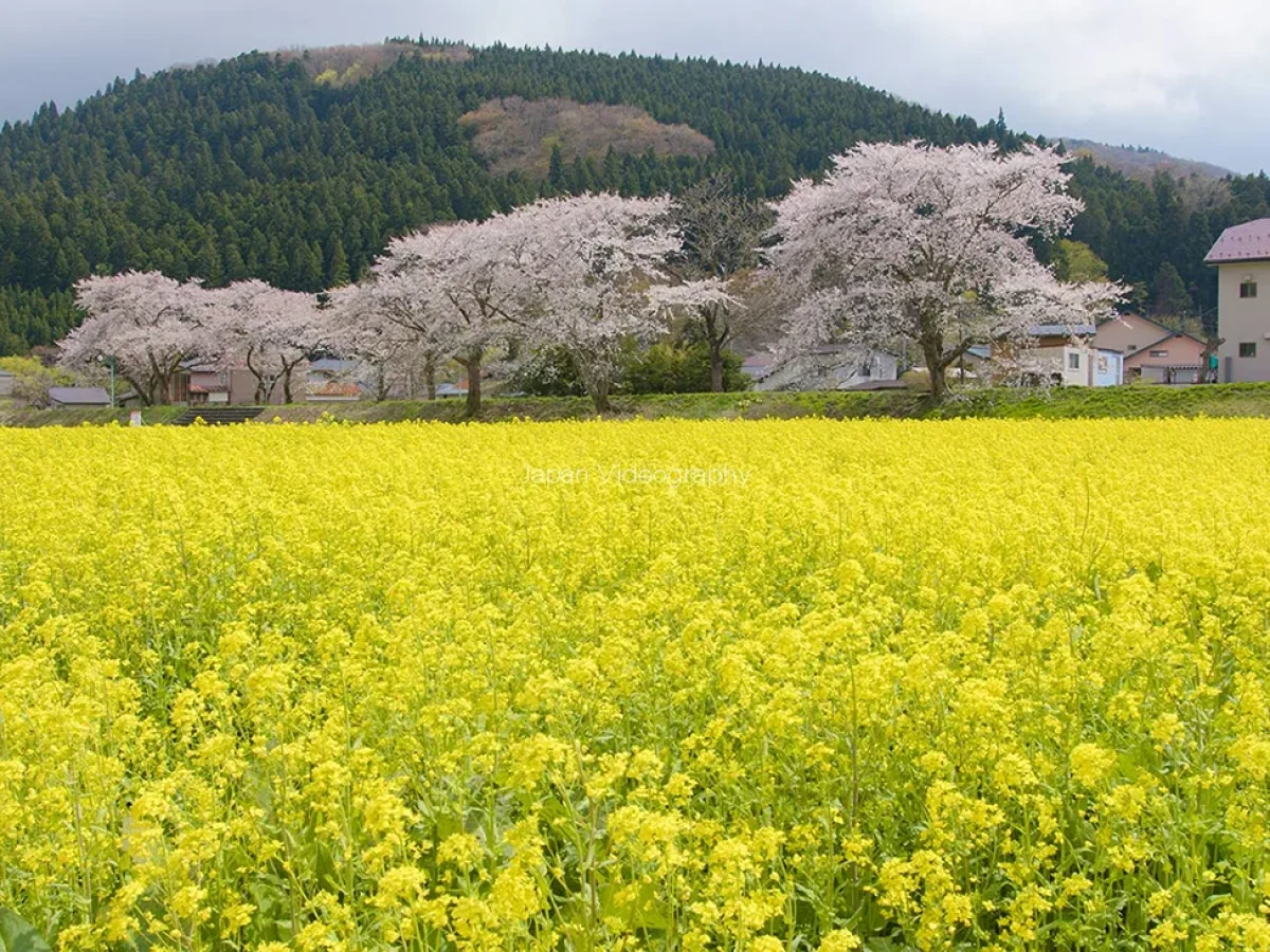 菜の花 kawatabi1-1200x900.webp