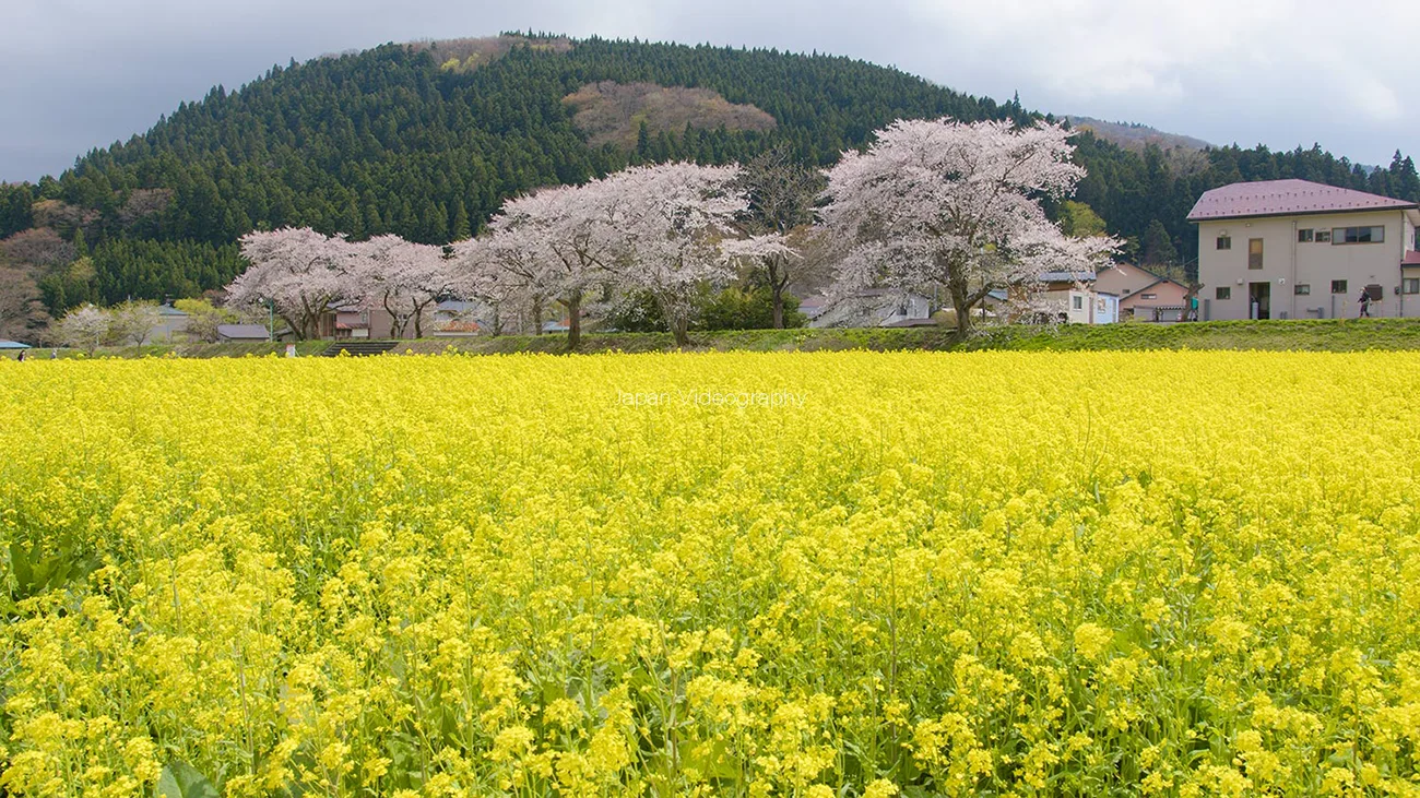 宮城県大崎市 川渡温泉の菜の花と桜