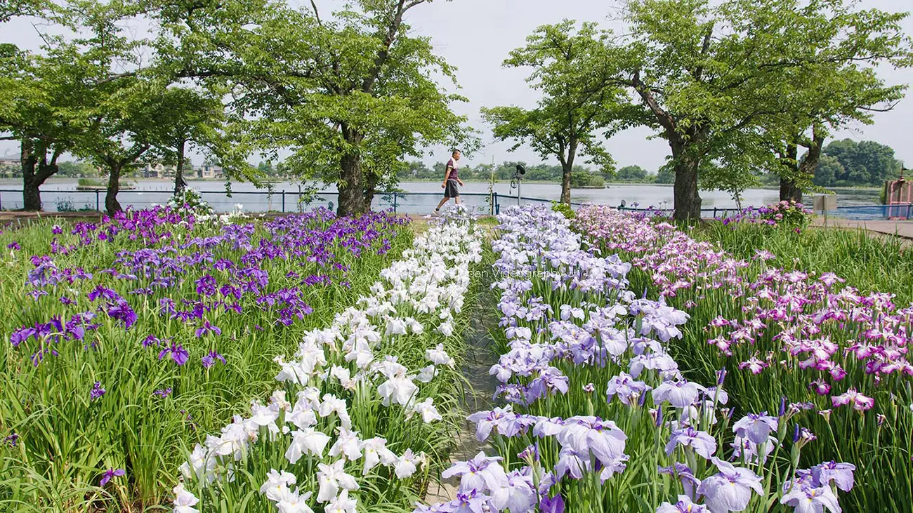 新潟県阿賀野市 瓢湖あやめ園