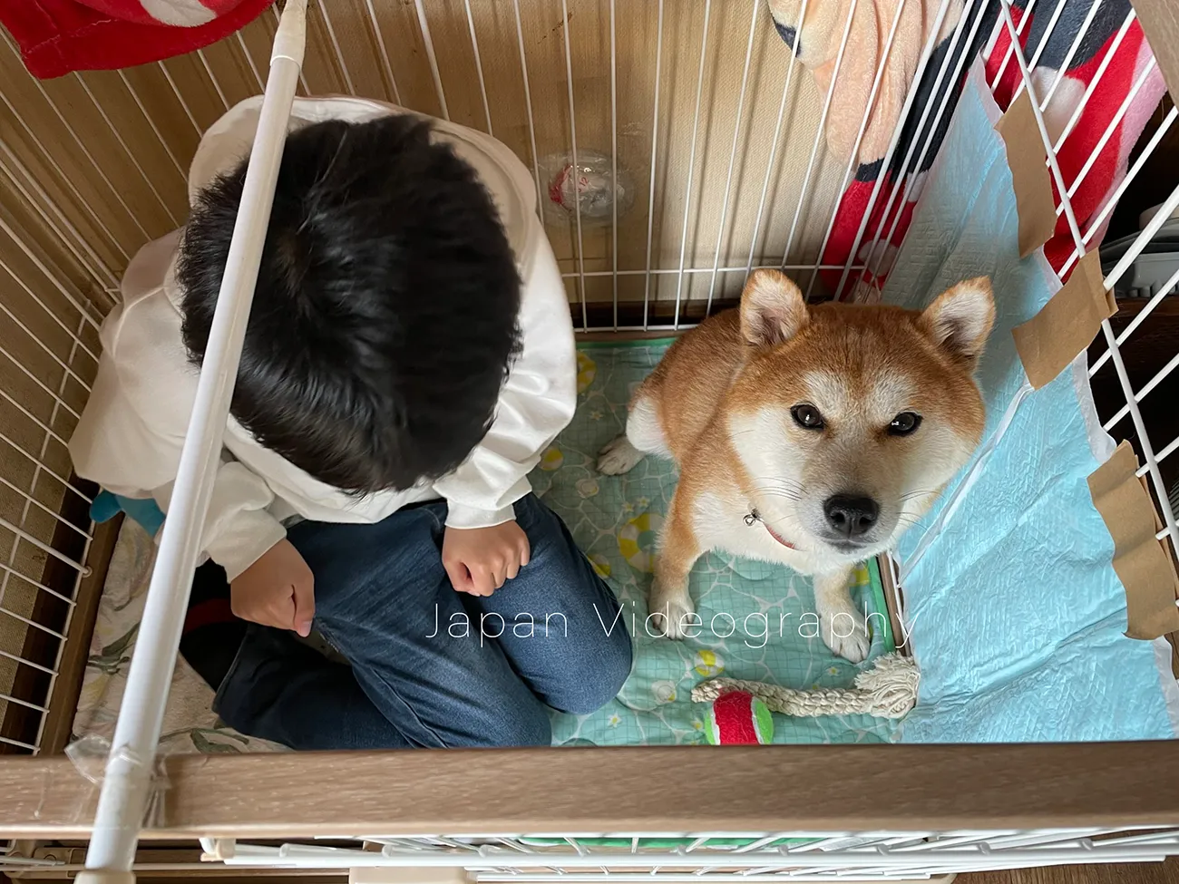 アイリスオーヤマの小型犬と中型犬用のウッディシステムサークルSWS-900