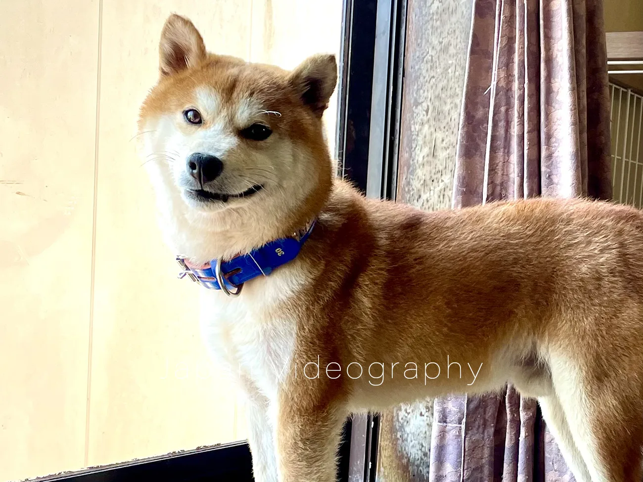 保護犬トライアル中に脱走をした柴犬りゅうのすけの顔　トップ画像用