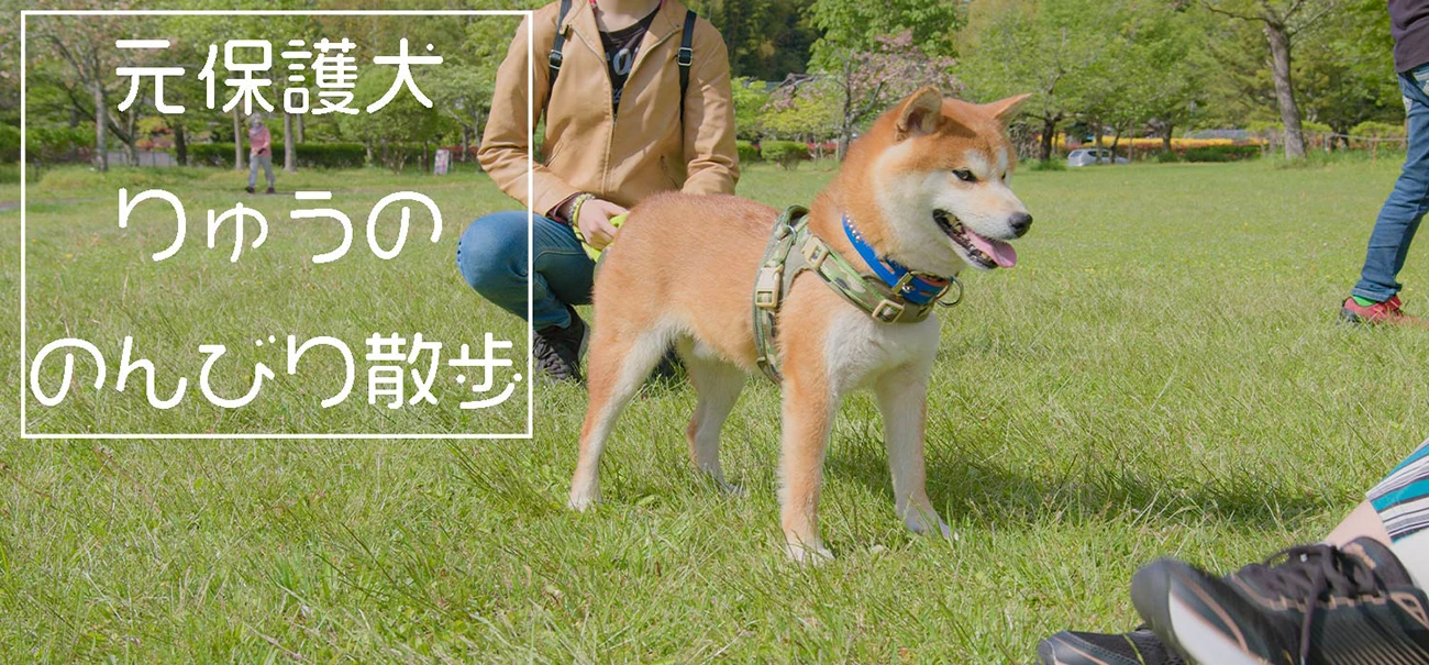 ブリーダー廃業で、ペット業界の闇から保護されて家族になった柴犬りゅうのすけ