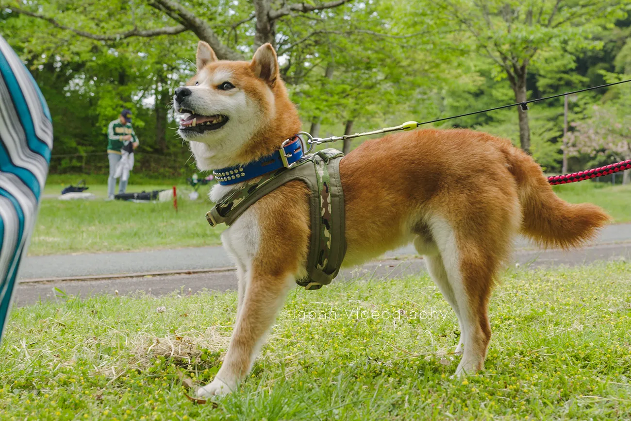 動物愛護団体に保護された柴犬と公園で遊んでいる時の写真