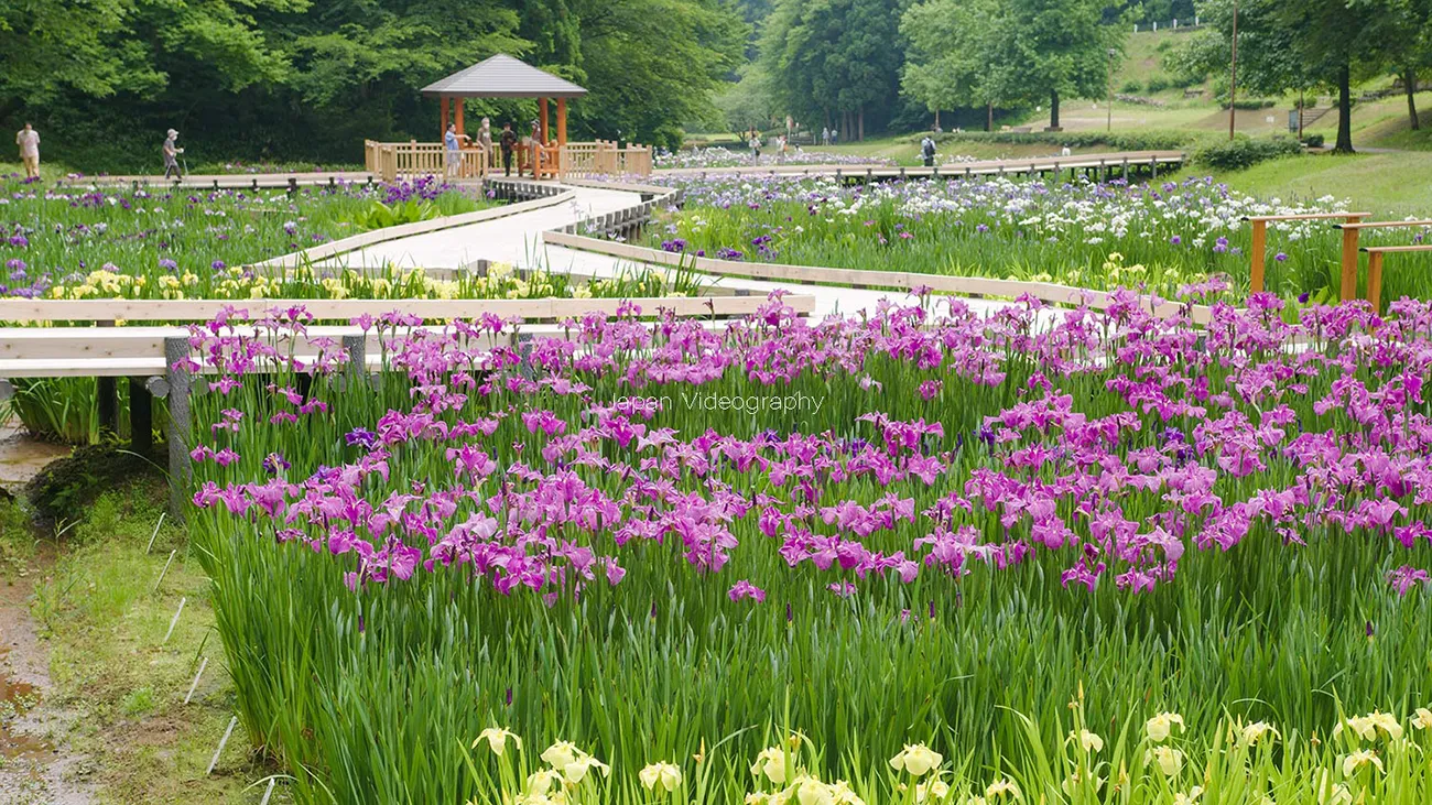 約100種類の花菖蒲やアヤメが咲く しらさぎ森林公園 花菖蒲まつり | 新潟県三条市