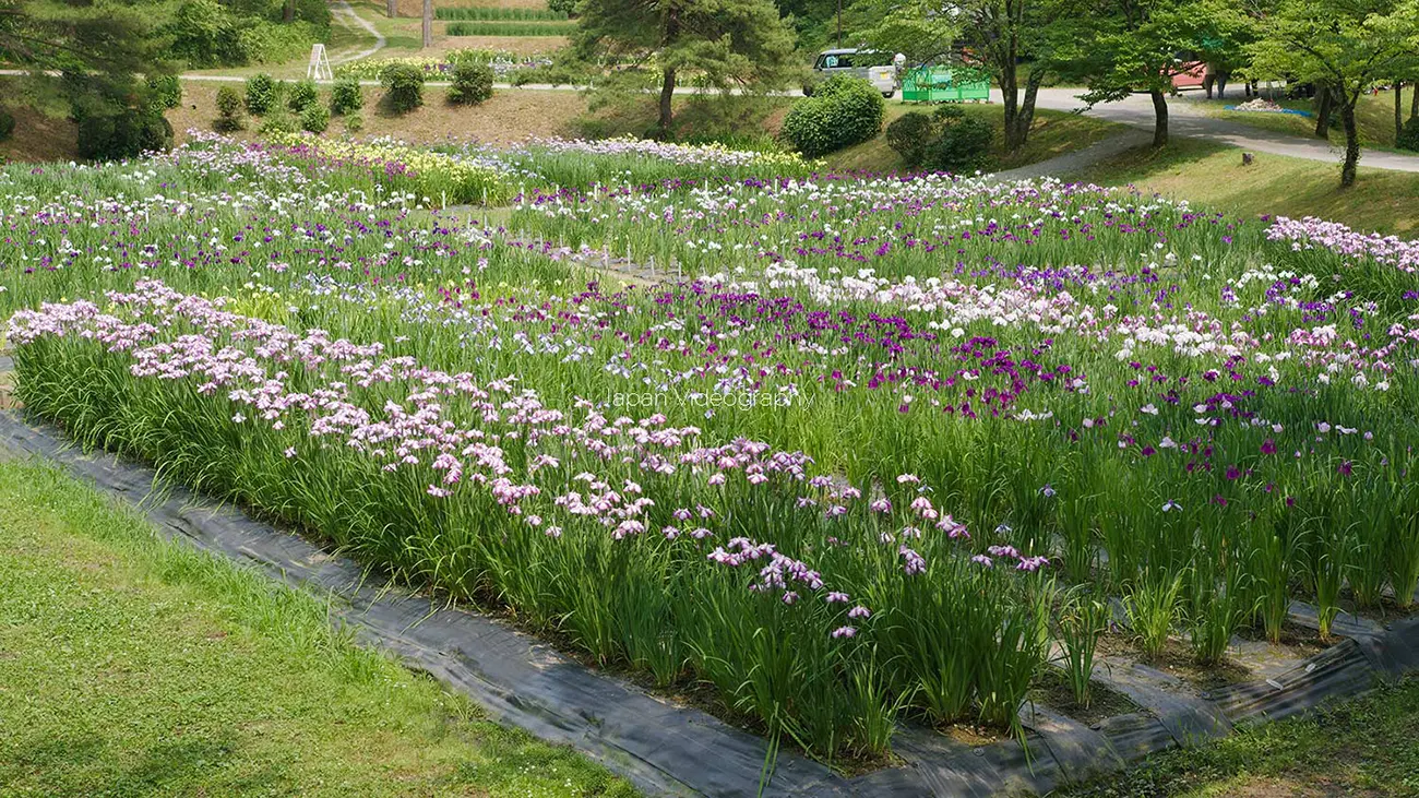 五十公野公園 しばたあやめまつり