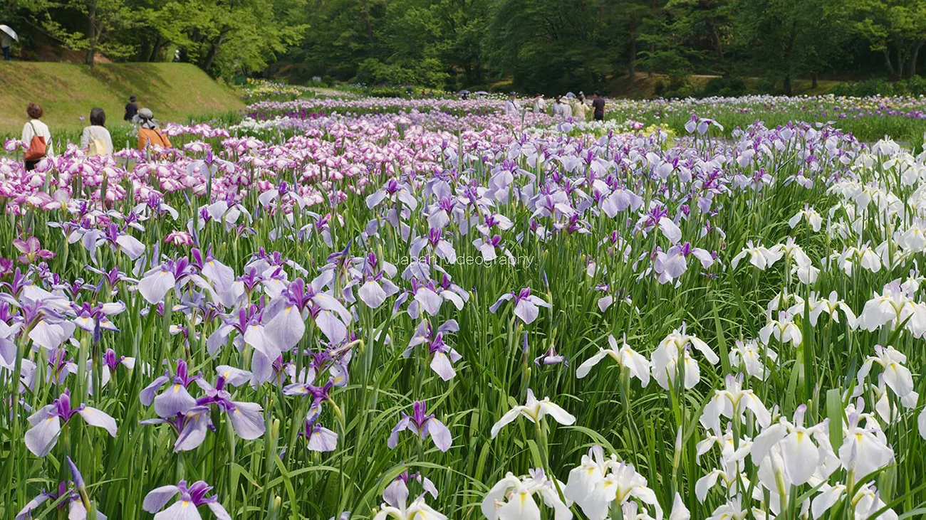 日本四大あやめ園の一角！五十公野公園 しばたあやめまつり | 新潟県新発田市