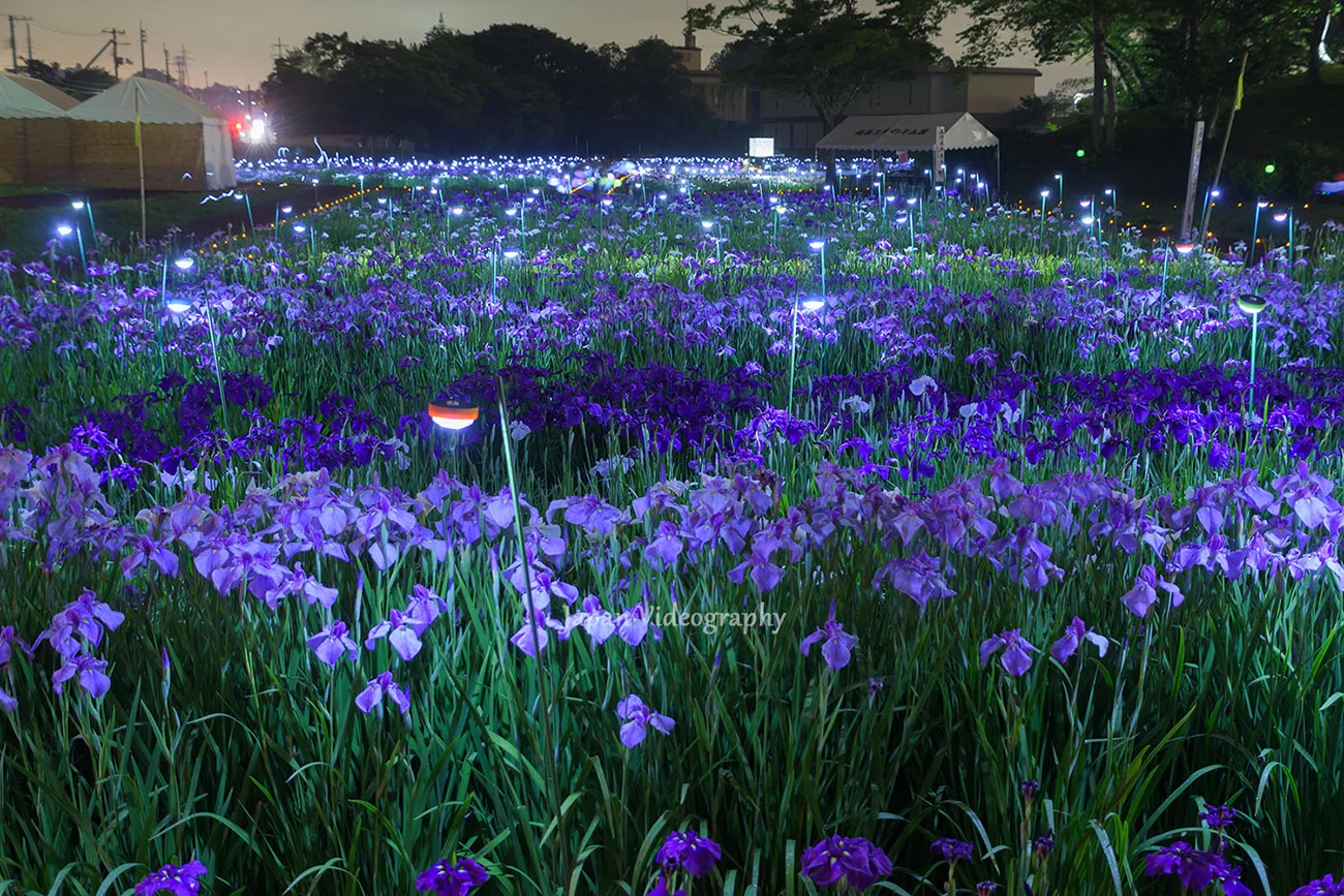 多賀城跡あやめまつり 300万本の花々が美しい多賀城跡あやめ園 | 宮城県多賀城市