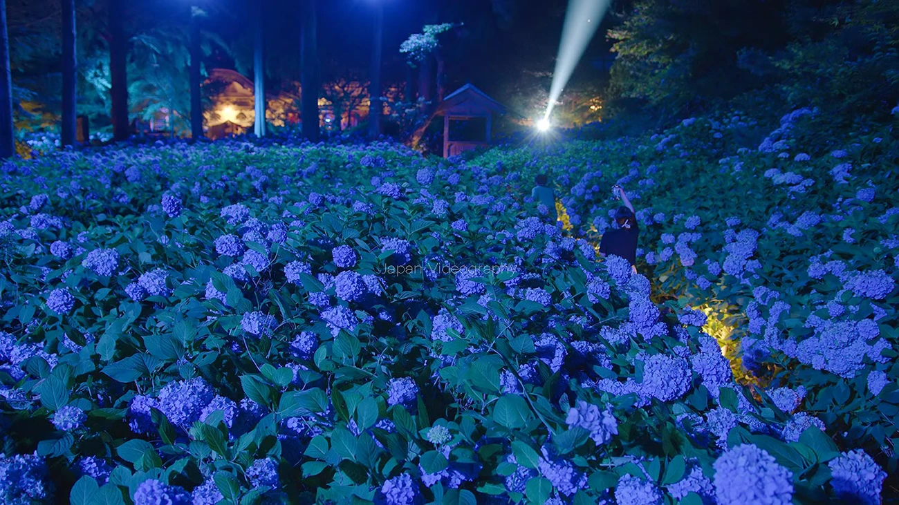 秋田男鹿半島のあじさい寺・雲昌寺の紫陽花 【死ぬまでに行きたい！世界の絶景に選出】