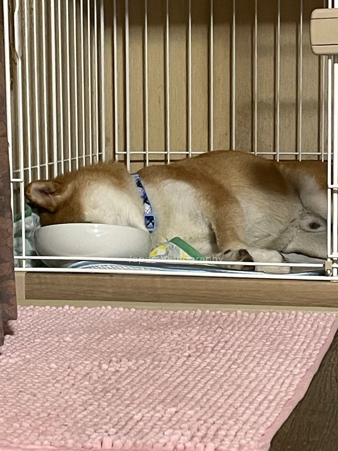 食事をしながら眠っている柴犬の龍之介