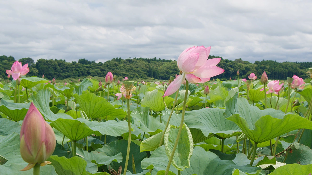 宮城県登米市 伊豆沼はすまつり