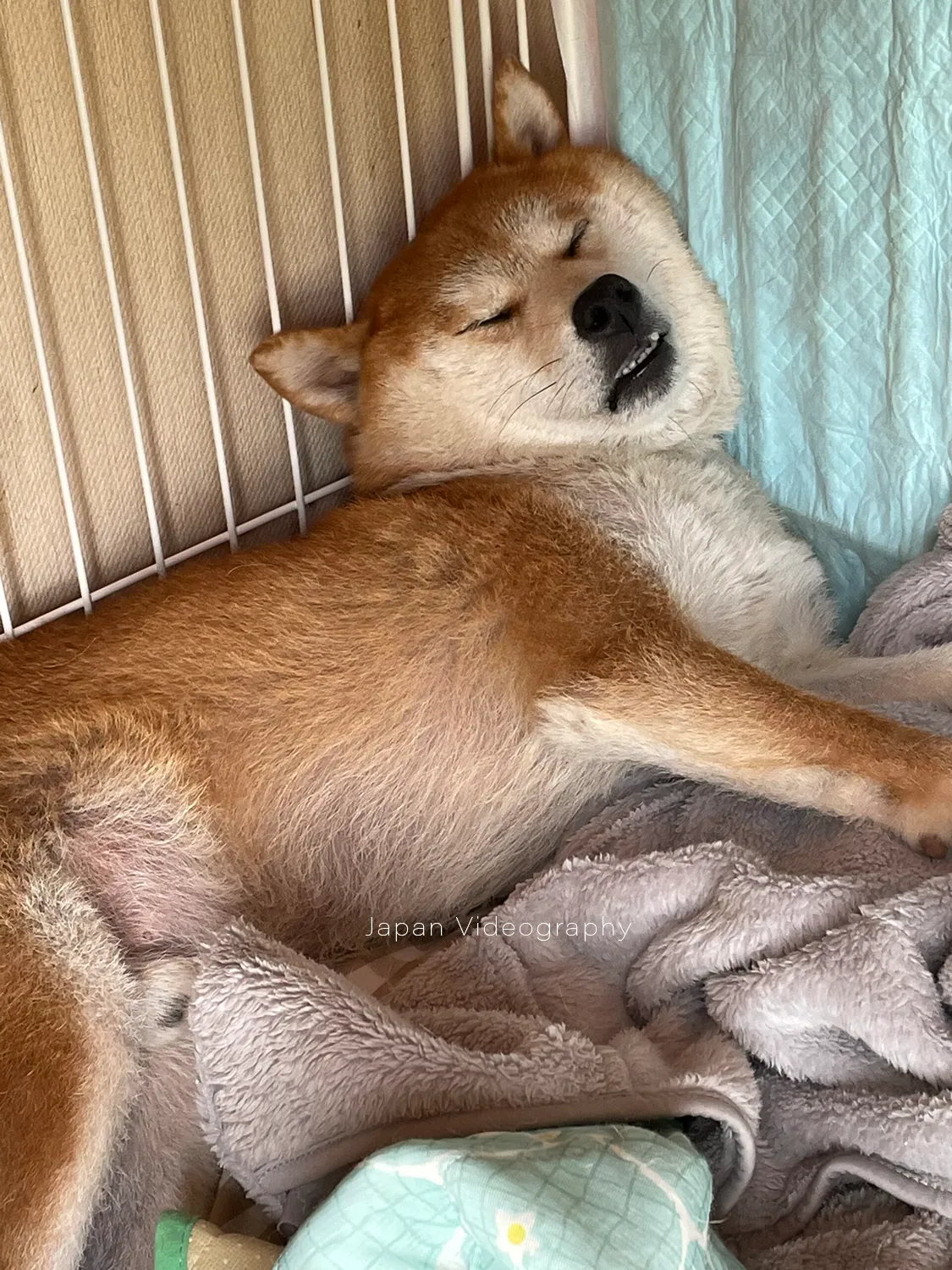 繁華街で酔っ払って寝ているおじさんみたいな柴犬りゅうのすけ
