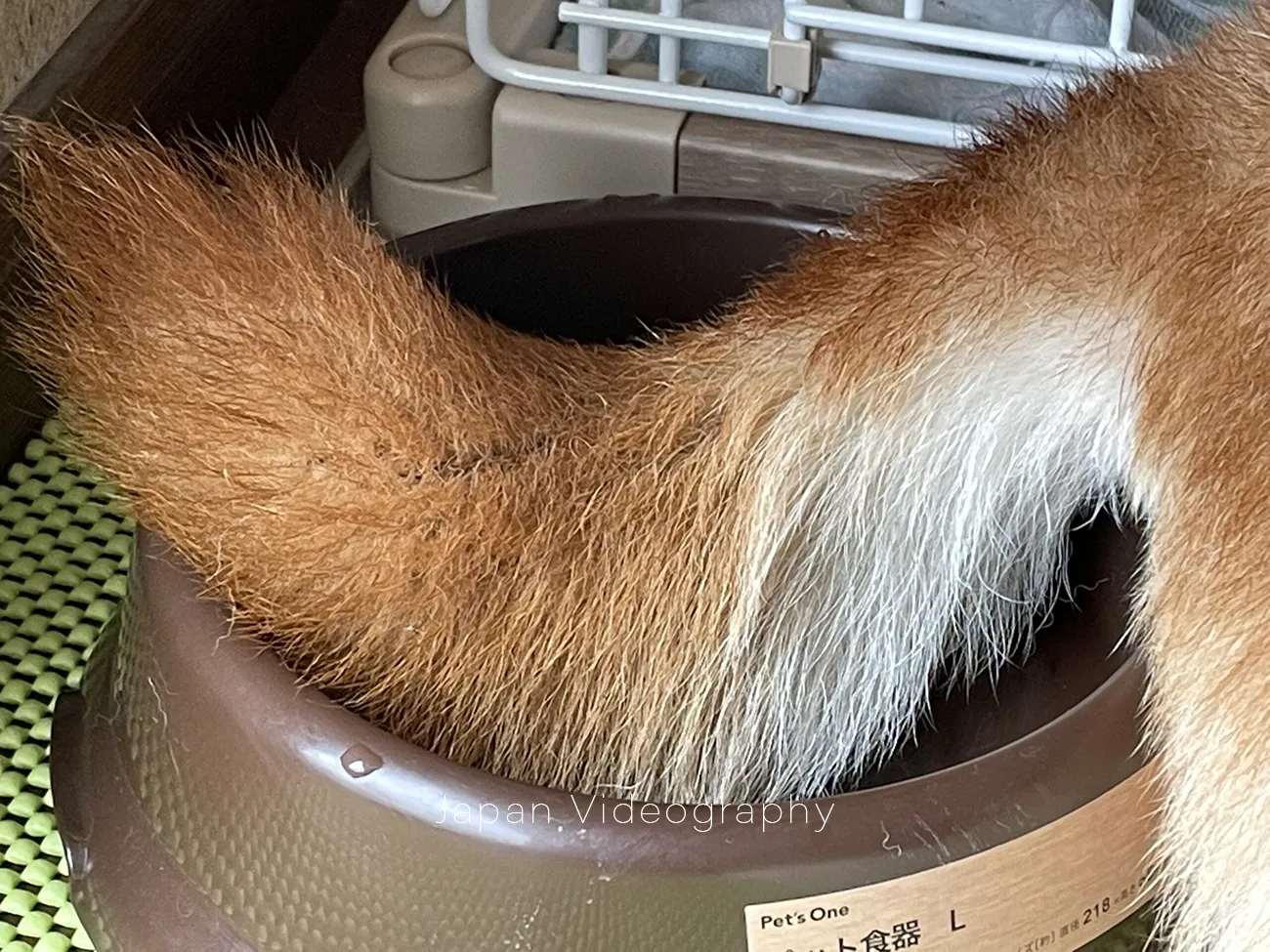 しっぽが水に漬かっている柴犬のりゅうのすけ