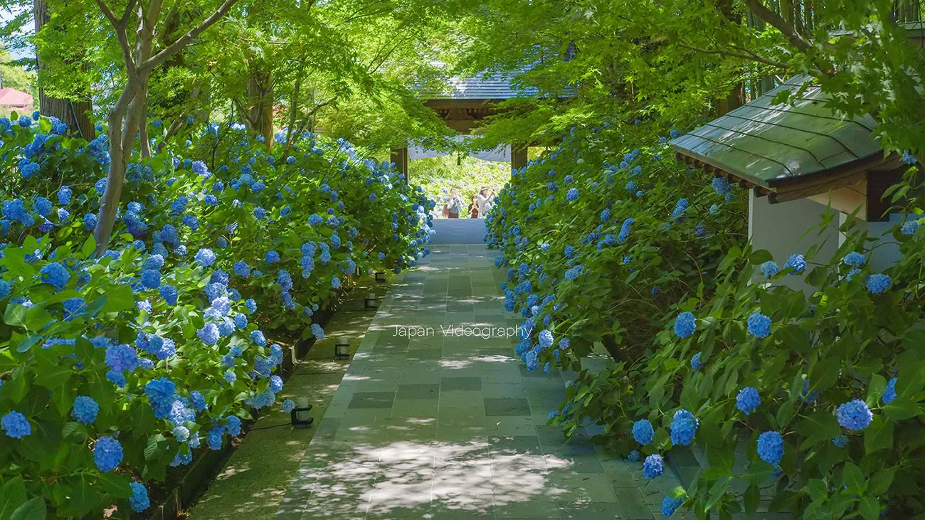 秋田のあじさい寺・雲昌寺の参道