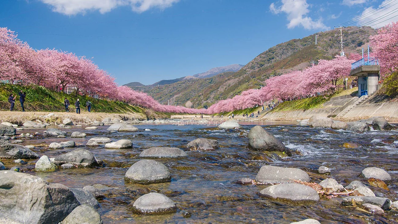 薄紅色の桜が美しい河津桜まつり 2024年2月1日から開催 夜桜も｜静岡県河津町