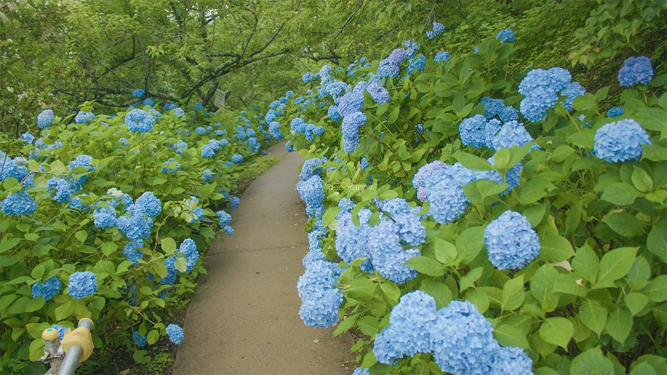 船岡城址公園 しばた紫陽花まつり