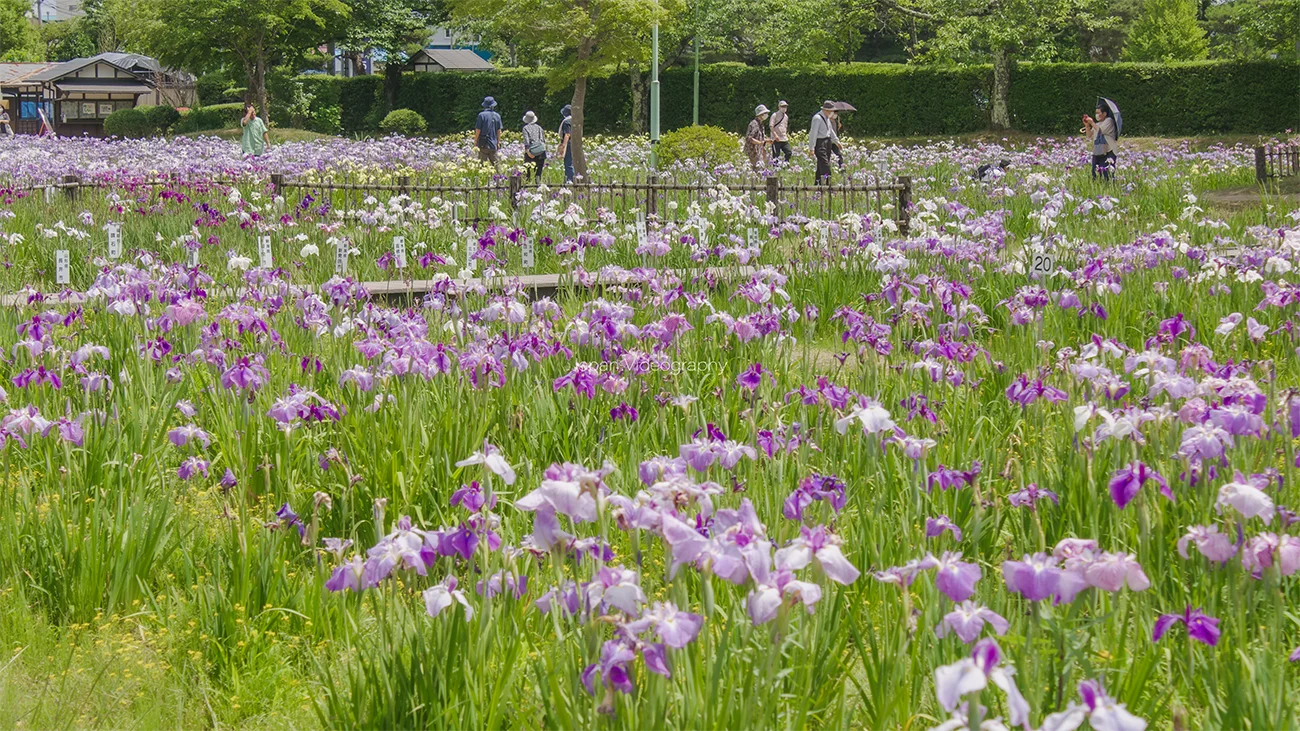 宮城県栗原市一迫山王史跡公園あやめ祭り