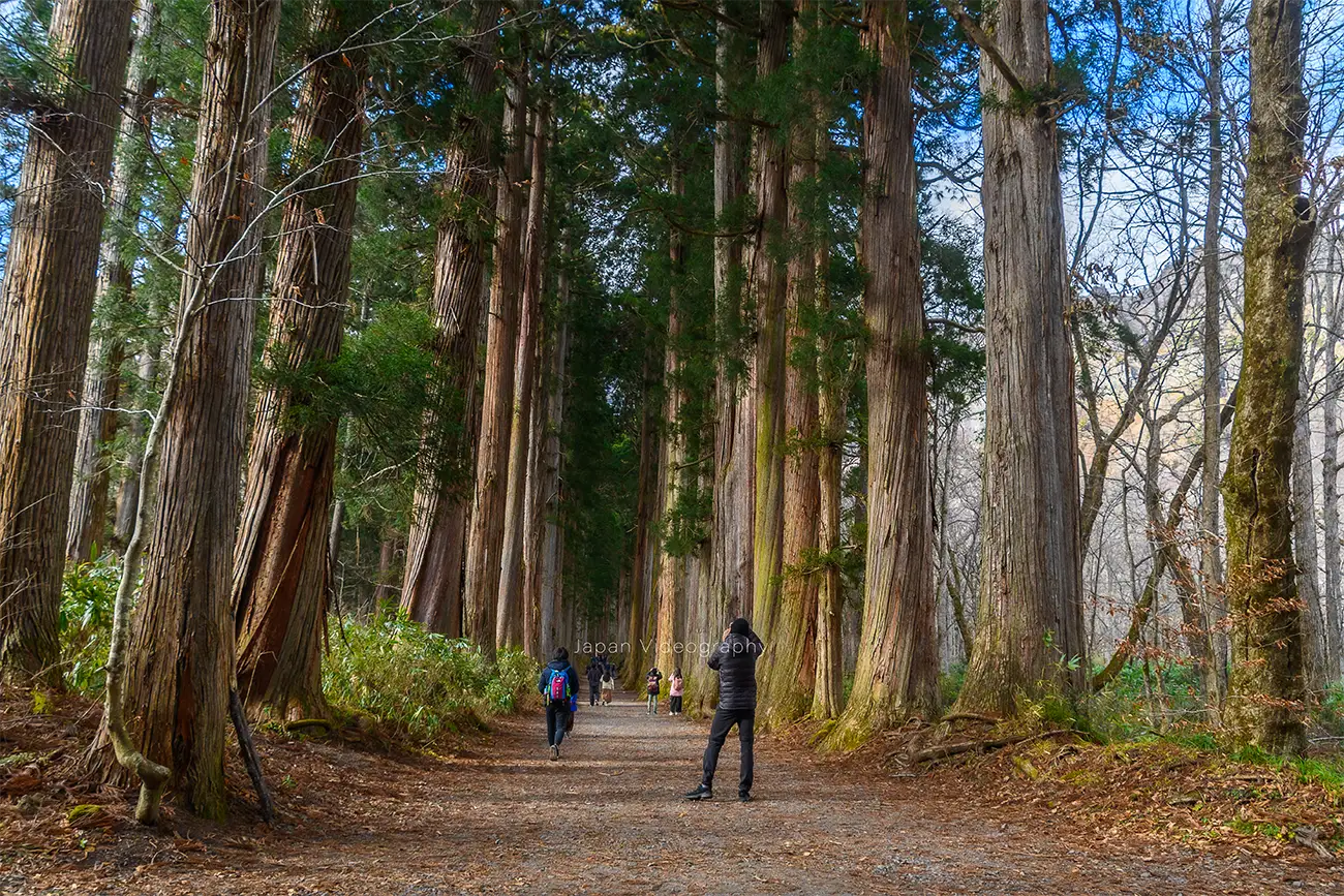 戸隠神社五社巡り 奥社参道 杉並木