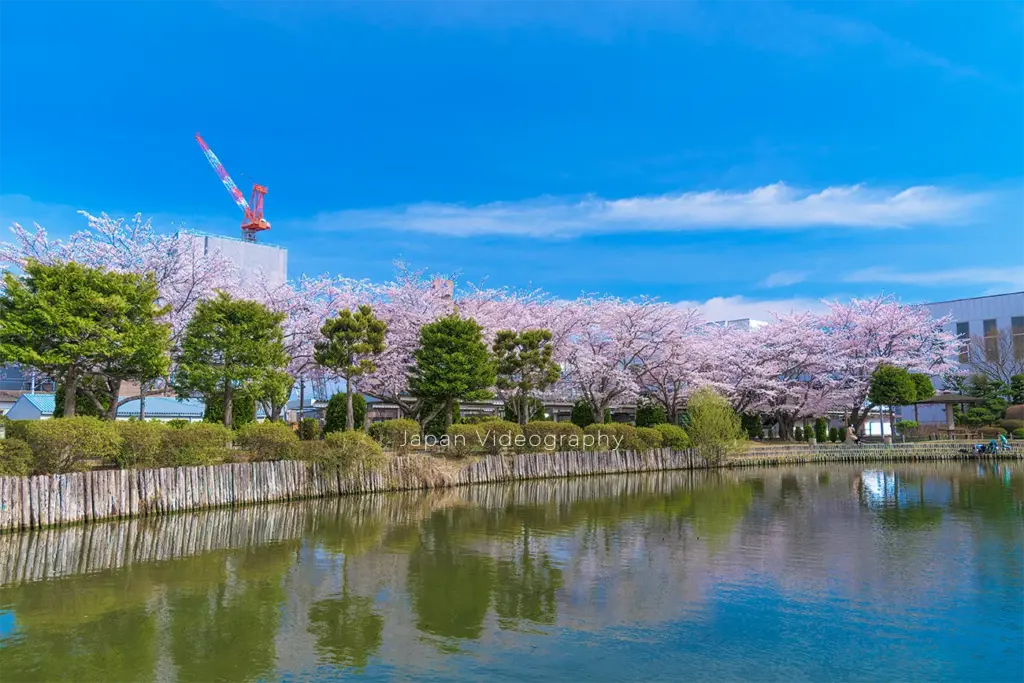 サッポロビール仙台工場 仙台ビール園ビオトープ園に咲く桜