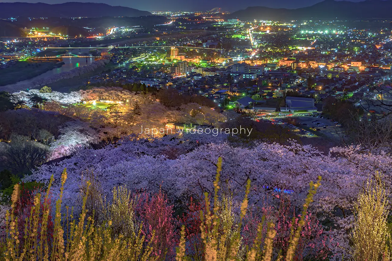 船岡城址公園の夜桜ライトアップ