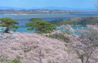 西行戻しの松公園の咲く桜と松島湾の風景