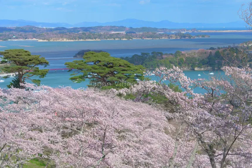 西行戻しの松公園の咲く桜と松島湾の風景