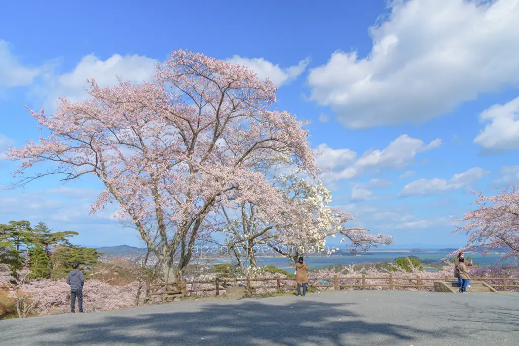 西行戻しの松公園の松島展望台